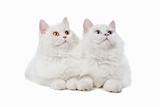two White cats with blue and yellow eyes. On a white background