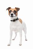 Jack russell (4 years) in front of a white background