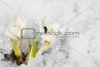 White crocuses with bee