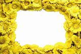 Coltsfoot’s frame