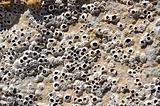 Barnacles on the rockes