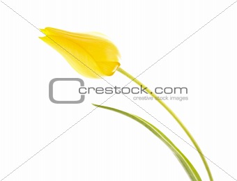 Yellow tulip isolated on white
