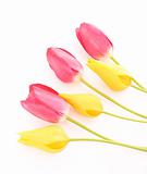 Few red and yellow tulips isolated on white