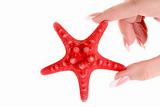 Seastar in hand isolated on white