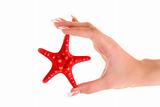 Seastar in hand isolated on white