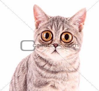Young funny surprised cat closeup isolated on white