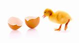 Duckling and broken egg isolated on white