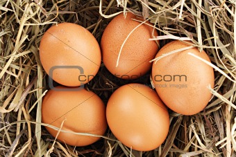Bird nest with three eggs isolated on white

