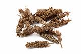 chinese herb, prunella vulgaris