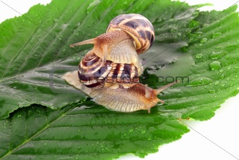 Two snails on leaf over white background