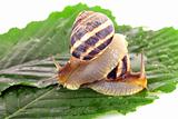 Two snails on leaf over white background