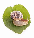Snail on leaf over white background