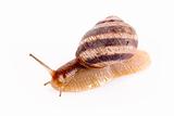 Snail isolated on white