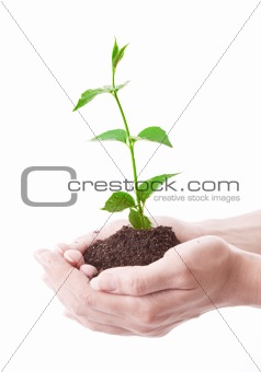 Young plant in hand over white