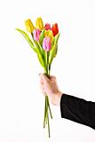 Tulips in hand isolated on white
