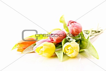 Tulips isolated on white