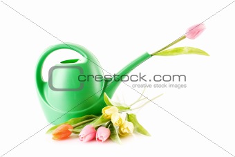 Bailer with flower isolated on white