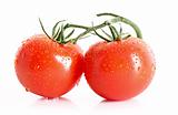 Two tomatos isolated on white