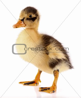 Duckling isolated on white 