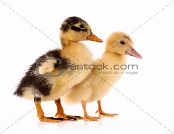 Two ducklings isolated on white 