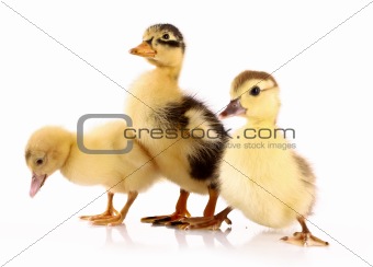 Three ducklings isolated on white 