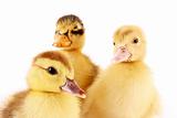 Three ducklings isolated on white 