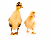 Two ducklings isolated on white 