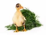 Duckling on green grass background isolated on white 