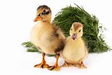 Two ducklings on green grass background isolated on white