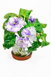 Pot with white and violet violets