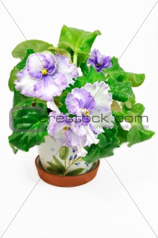 Pot with white and violet violets