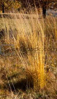 Golden grass