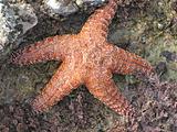 Gold Starfish
