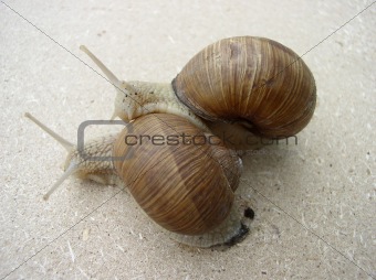 Two edible snails