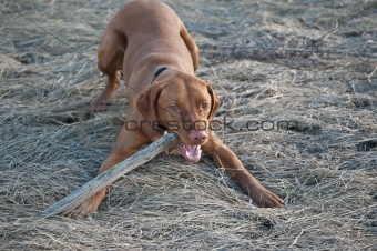 Vizsla Dog with a Stick