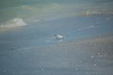 Sanderling Feeding on the Shore