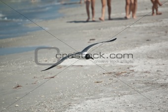 Juvenile Laughing Gull in Flight with Beachgoers in the Backgrou