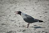 Laughing Gull on the Sand