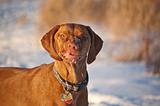 Portrait of a Vizsla Dog in Winter with a Funny Expression