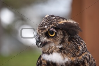 Great Horned Owl Profile