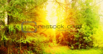 Panorama of forest in a sunny summer day