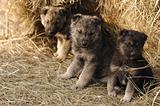 Three puppy in hay