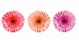 Gerbera flowers of bright colors isolated on white background