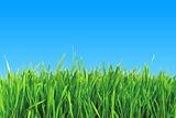 green grass over blue sky - abstract background