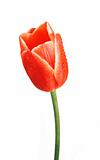Beautiful tulip with dewdrops isolated on white