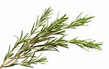 rosemary herb isolated on white background