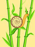 clock snail on bamboo