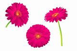 Set of pink gerbera flowers isolated on white background 