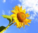 sunflower and blue sky background