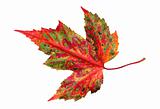 autumn leaf maple isolated on white background